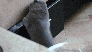 funny-gif-cat-surprised-drawer