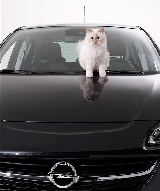 La gatita presumida es una experta en el arte de posar.  © Cortesía de Opel