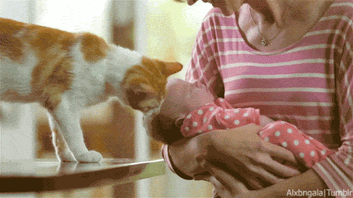 "El gato también sabe lo que el niño necesita".