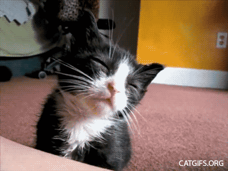 047_tired_cat_gifs