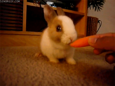 Si este dulce conejo puede dar estos bocaditos, tú también.
