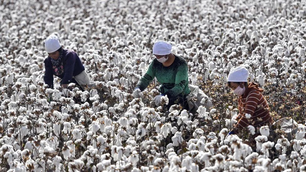 ¿Qué está pasando con el algodón en China y cómo le afecta a empresas como H&M y Nike?