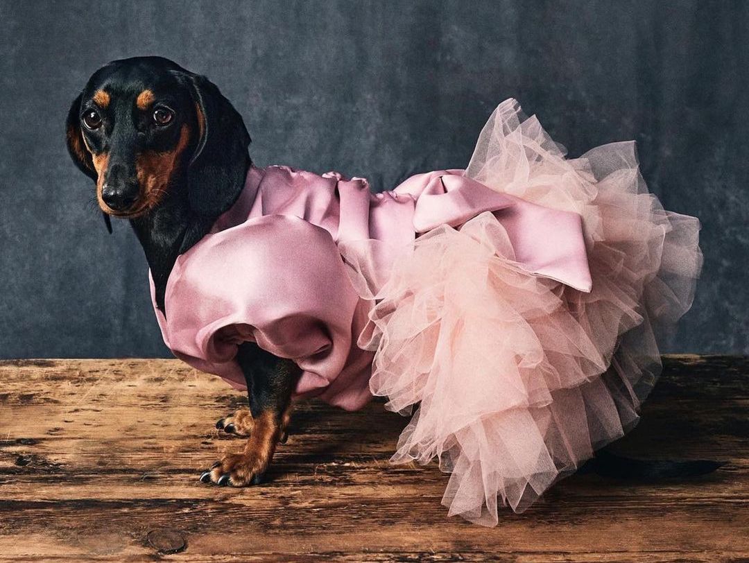 Moschino lanza Pets, su primera colección para que a moda | Grazia