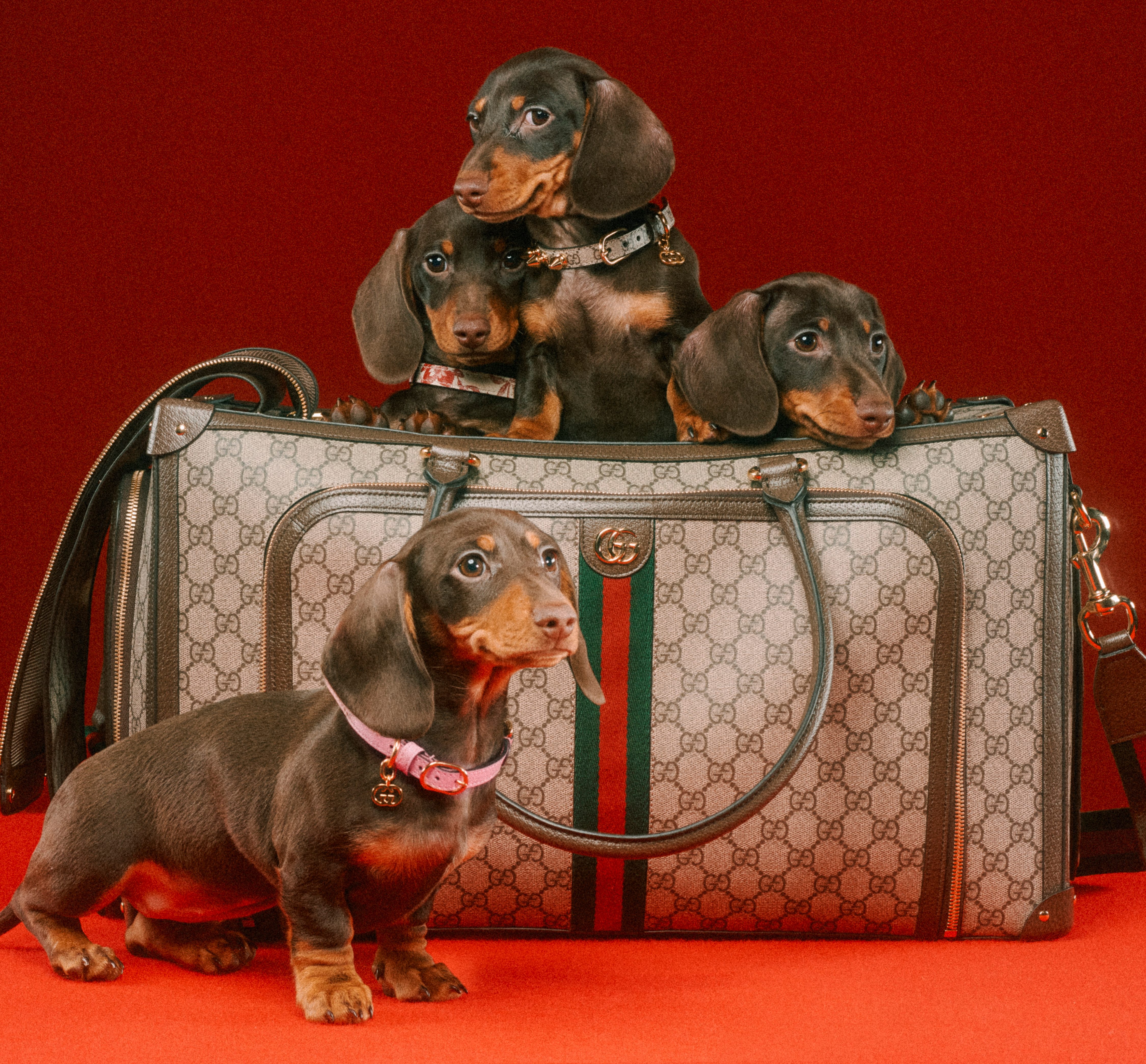 Gucci Pet Collection: El mejor estilo para nuestros compañeros de vida