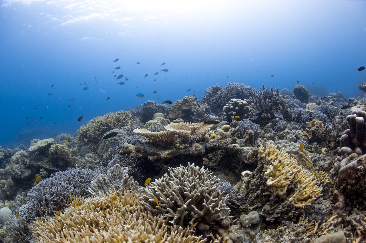 Así es Bawah Reserve, el paraíso más aislado de Indonesia