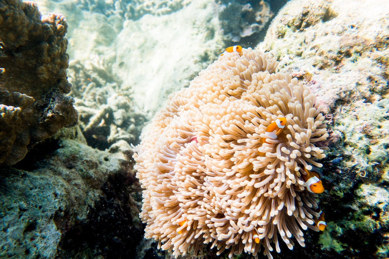 Así es Bawah Reserve, el paraíso más aislado de Indonesia