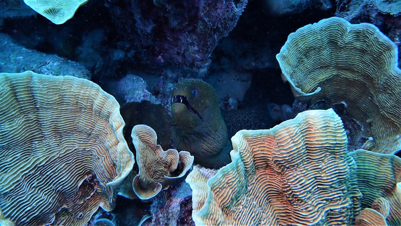 Así es Bawah Reserve, el paraíso más aislado de Indonesia