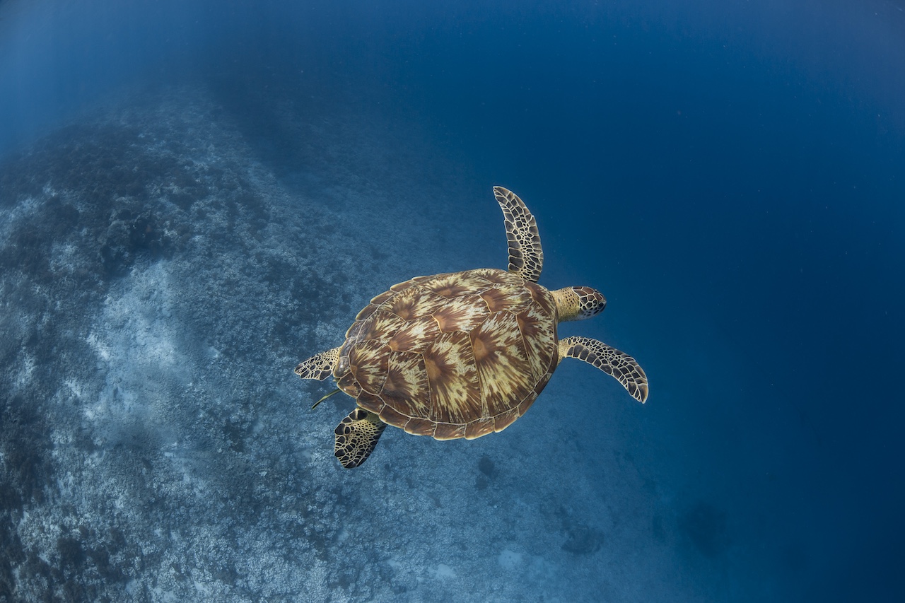 Así es Bawah Reserve, el paraíso más aislado de Indonesia