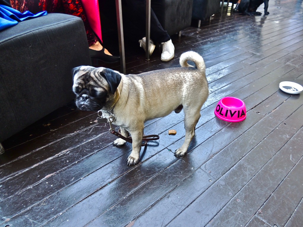 Los mejores planes para mascotas en la CDMX