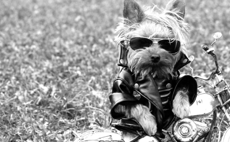 Los mejores planes para mascotas en la CDMX