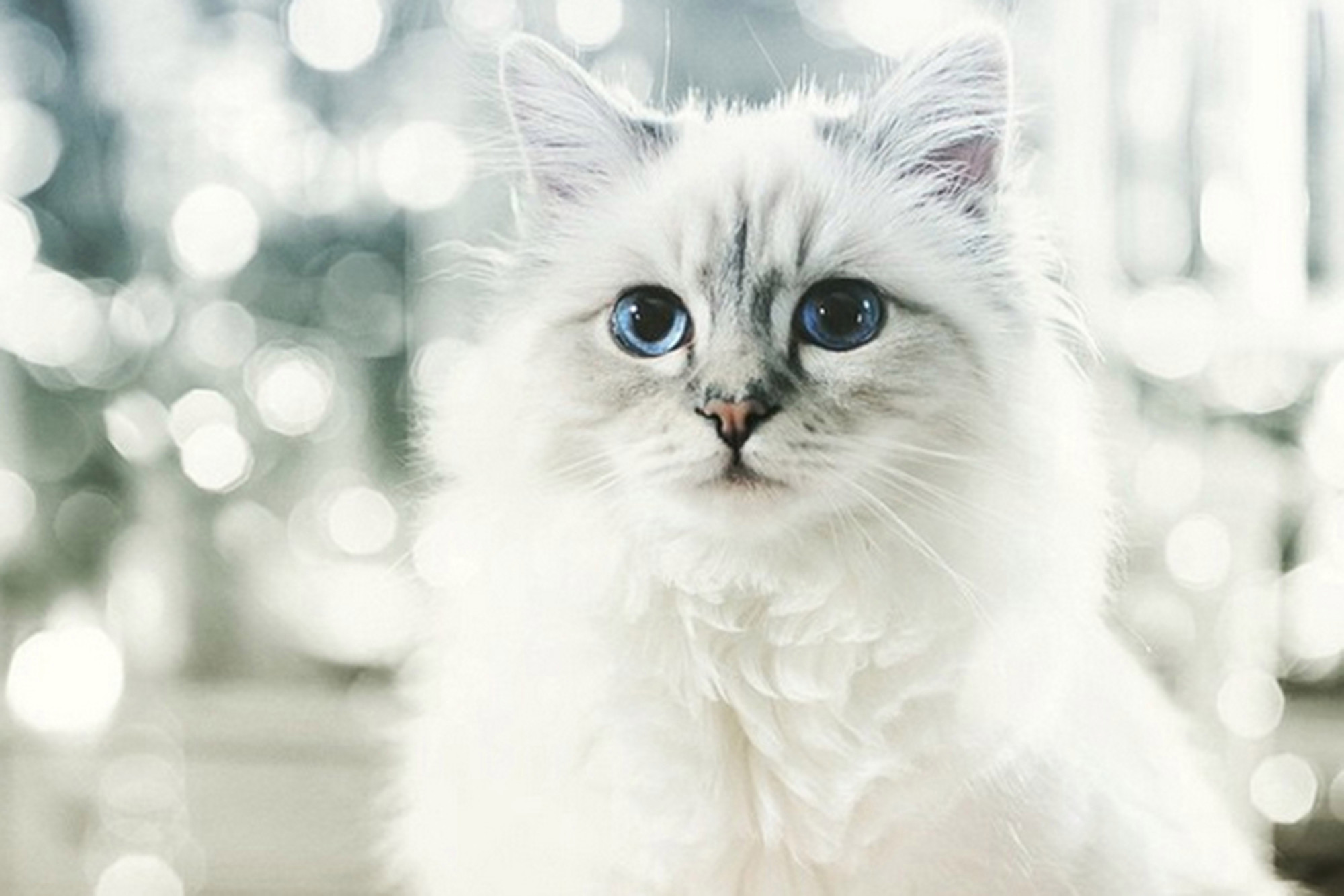 Choupette Lagerfeld: la musa de cuatro patitas