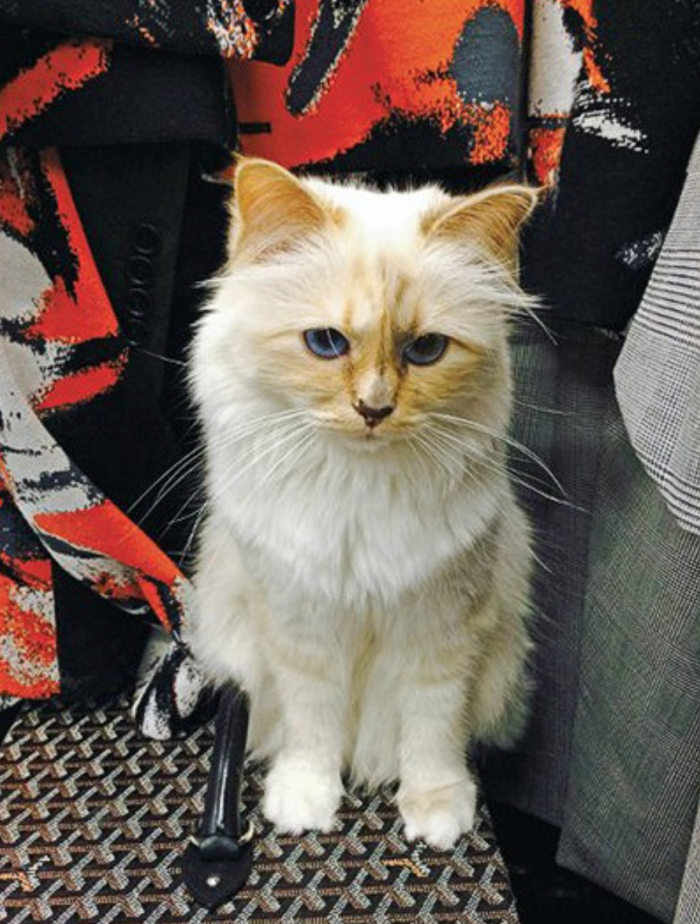 Choupette Lagerfeld: la musa de cuatro patitas
