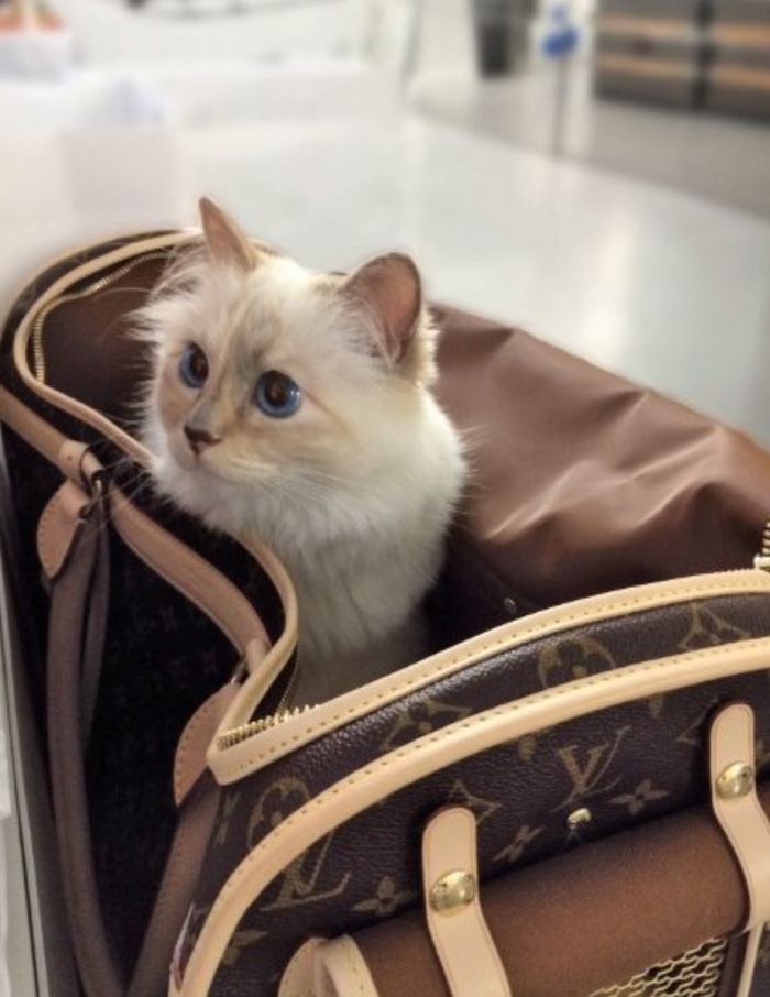 Choupette Lagerfeld: la musa de cuatro patitas