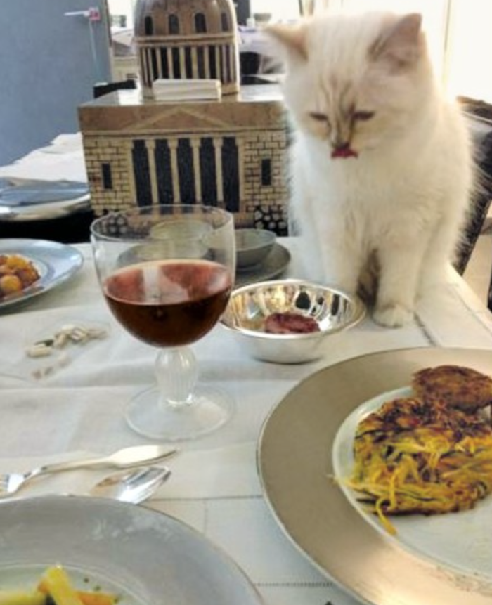 Choupette Lagerfeld: la musa de cuatro patitas