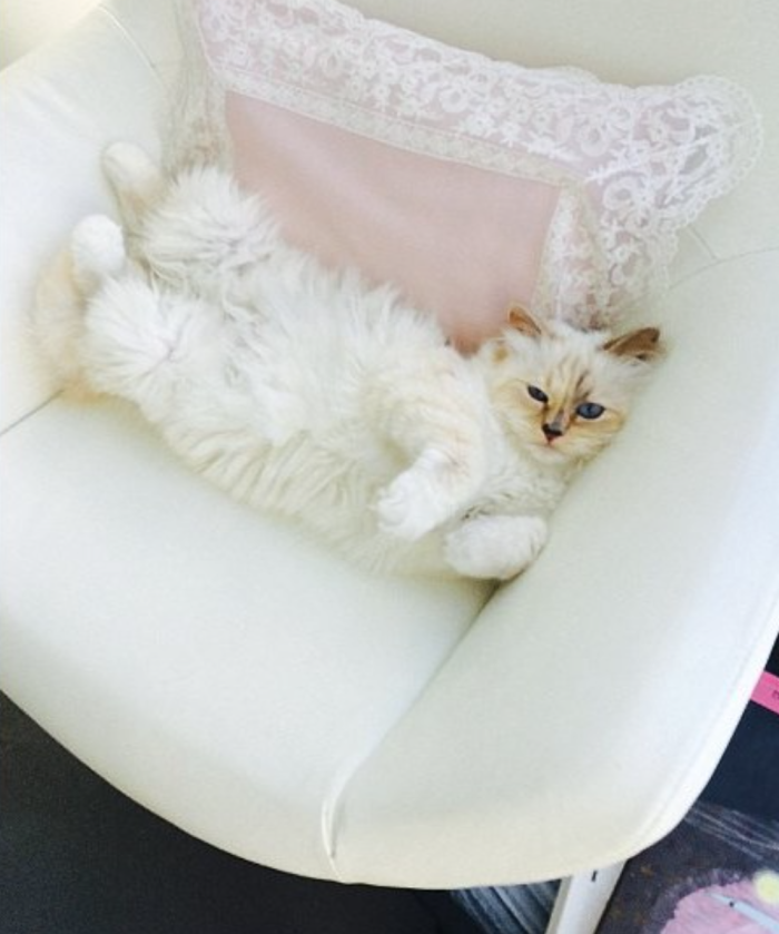 Choupette Lagerfeld: la musa de cuatro patitas