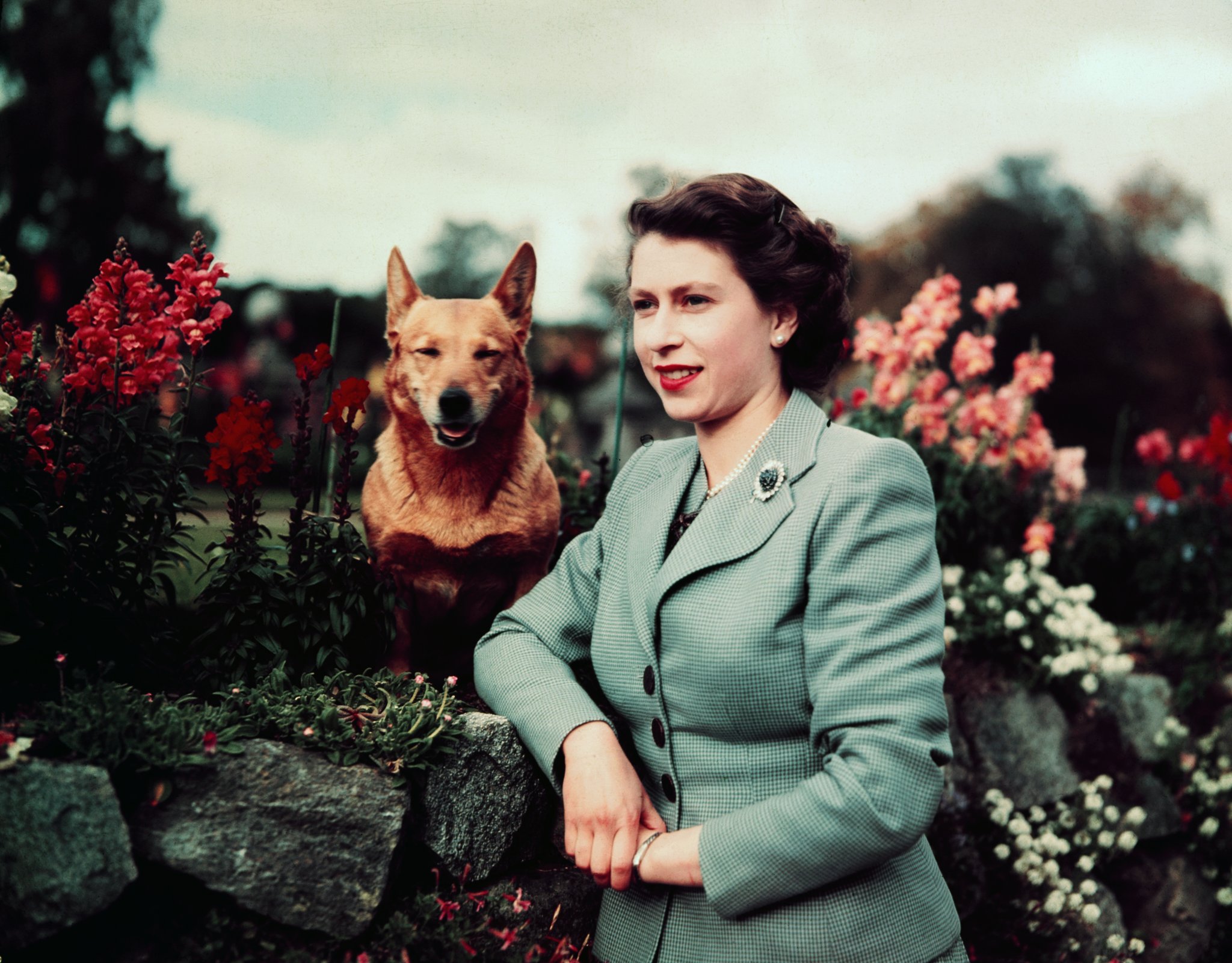 Los Corgis De La Reina Elizabeth Ii Tendran Una Pelicula Animada Grazia Mexico Y Latinoamerica
