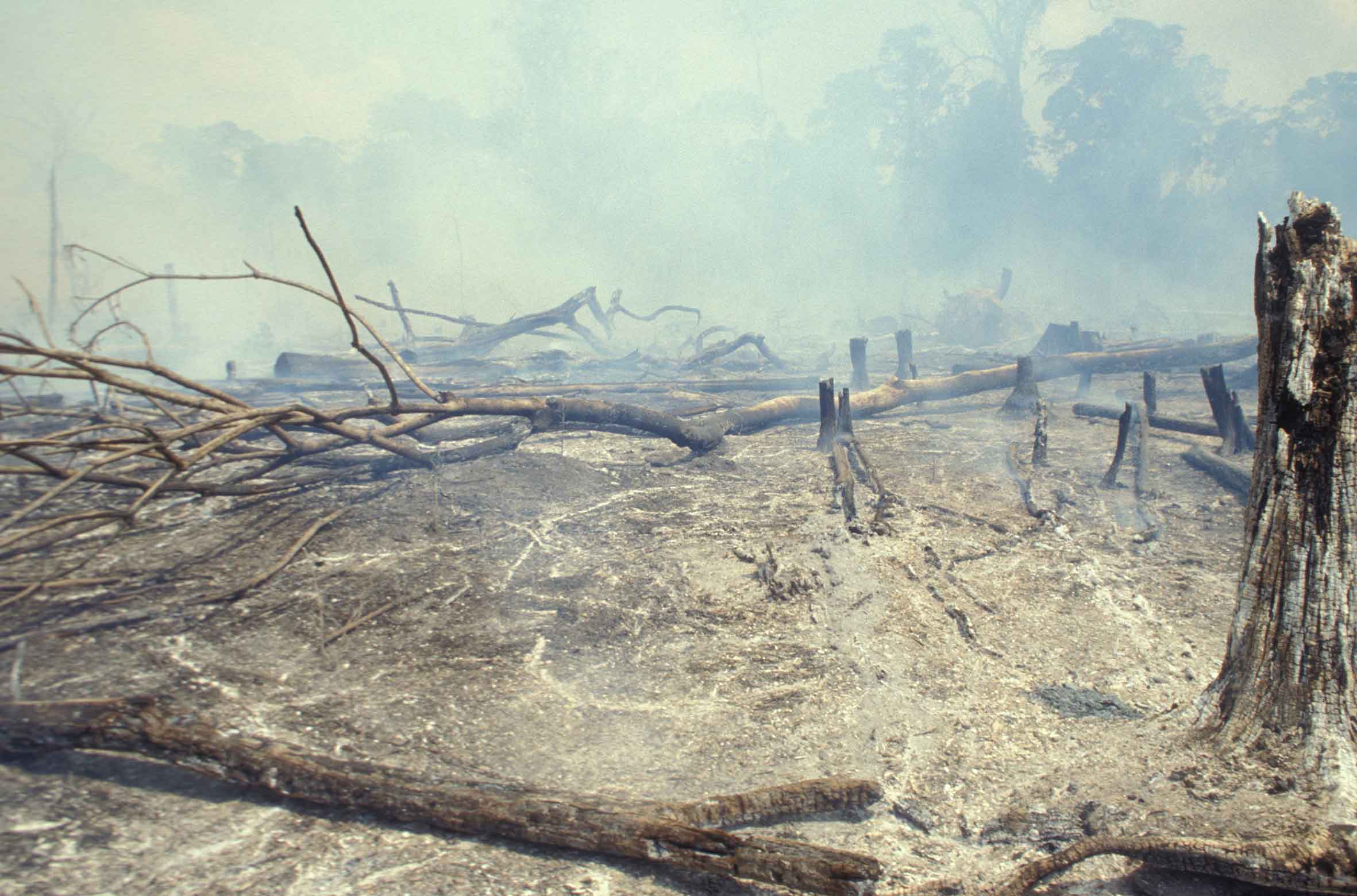 ¿Por qué te debe importar el incendio en la Amazonia?