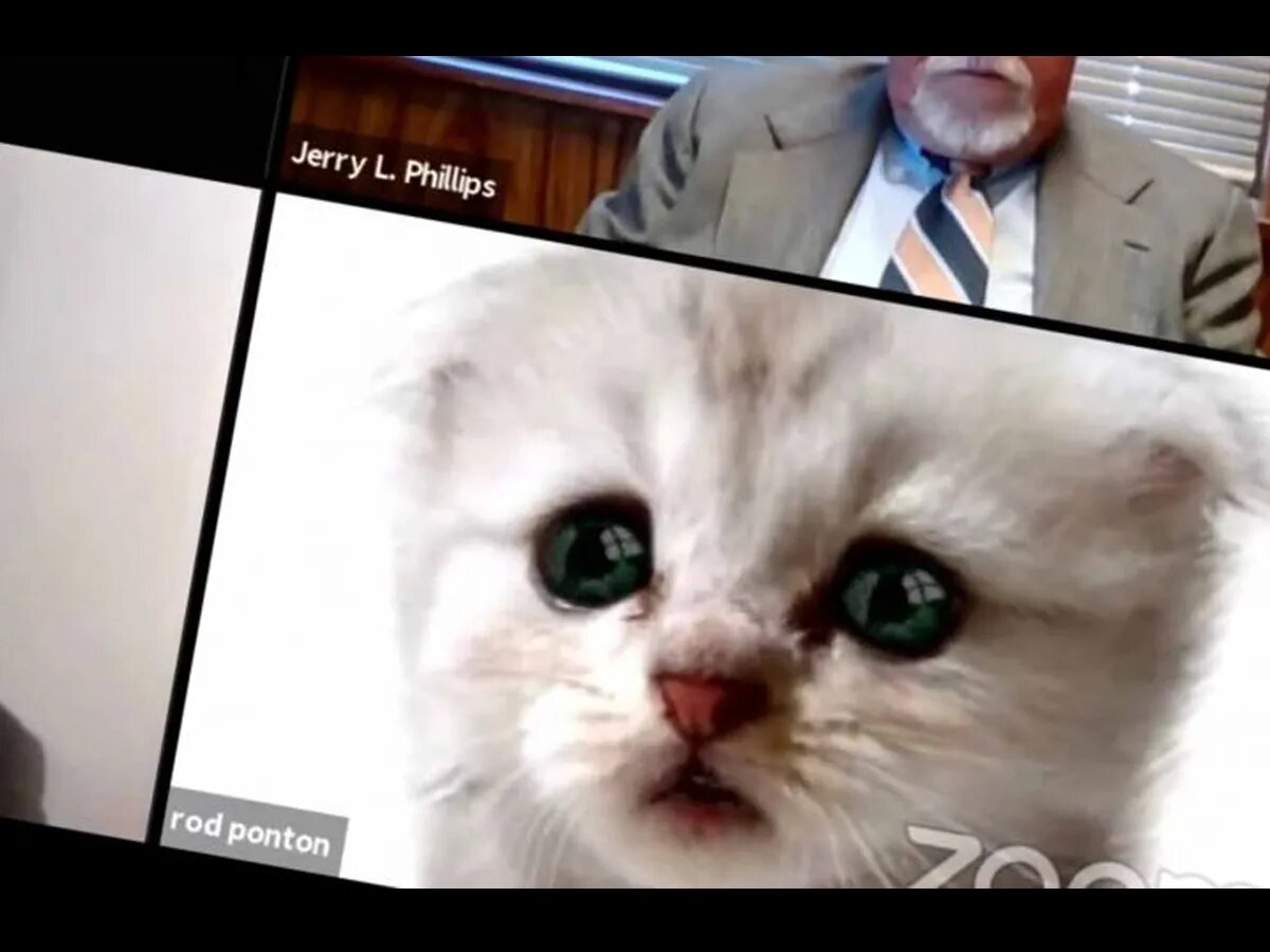 Abogado se vuelve viral por el filtro de gato que puso por error en Zoom durante audiencia