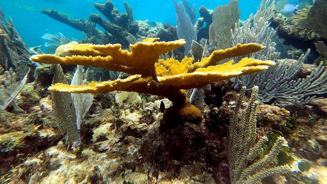 Organización mexicana arranca proyecto para restaurar arrecifes de coral en México
