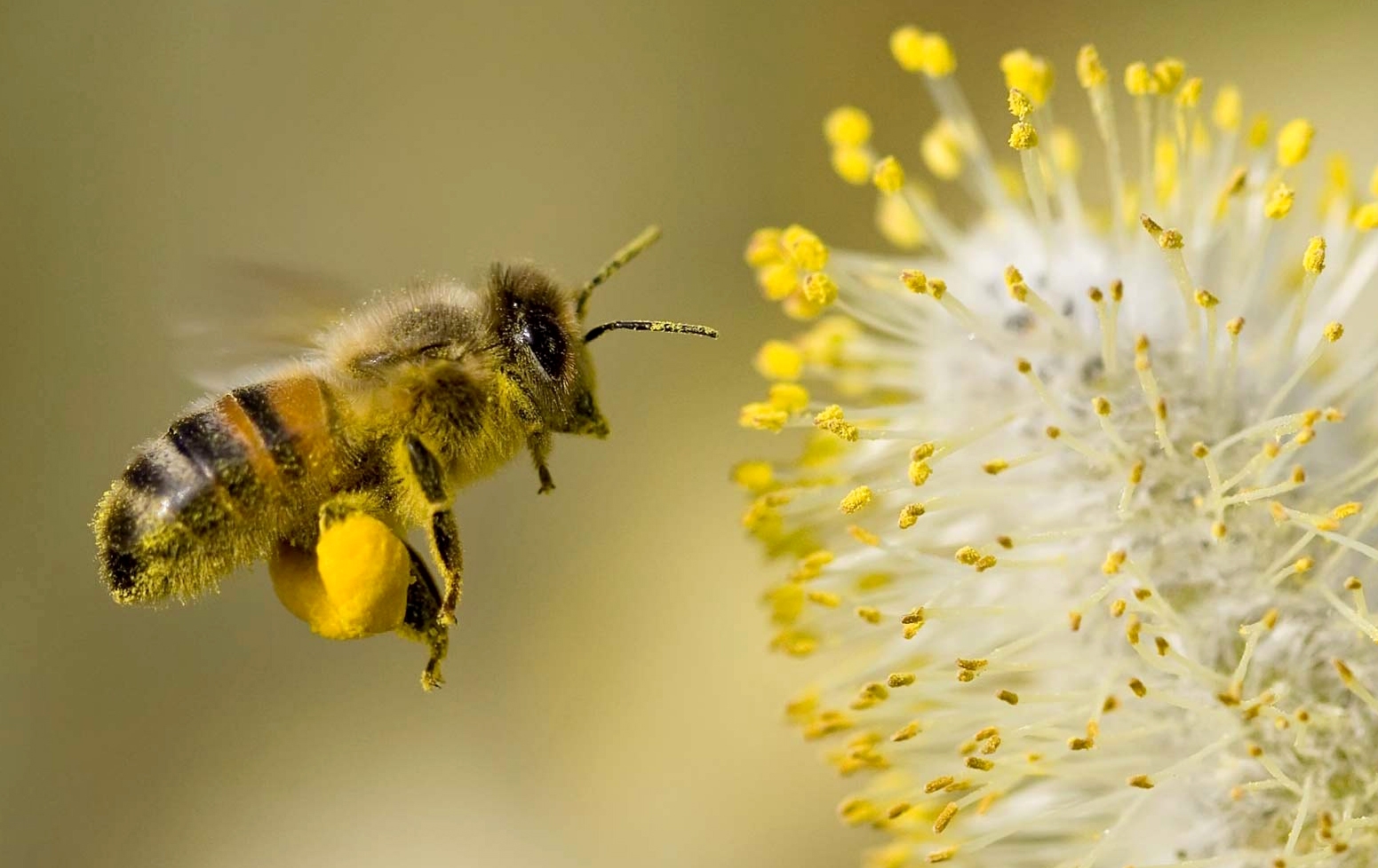 Apicultura, Ectagono, abeja reolectando polen