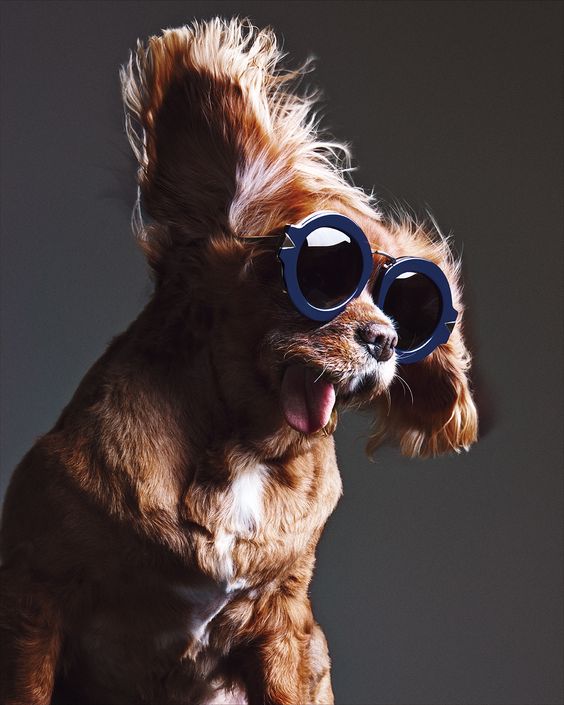 Hugo Boss: Una colección inspirada en perros fashionistas