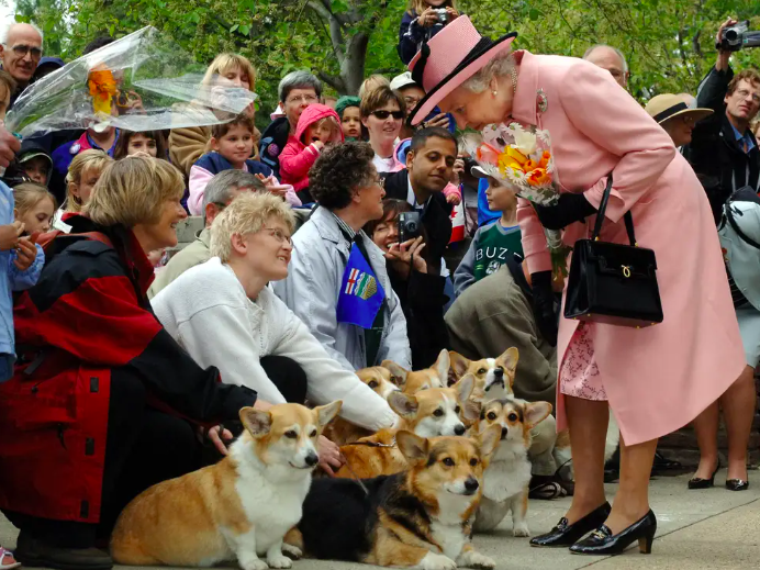 ¿Qué pasará con los corgis de la reina Elizabeth II tras su fallecimiento?