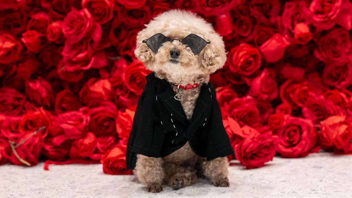 Así fue la Pet Gala 2024: Glamour canino en Nueva York