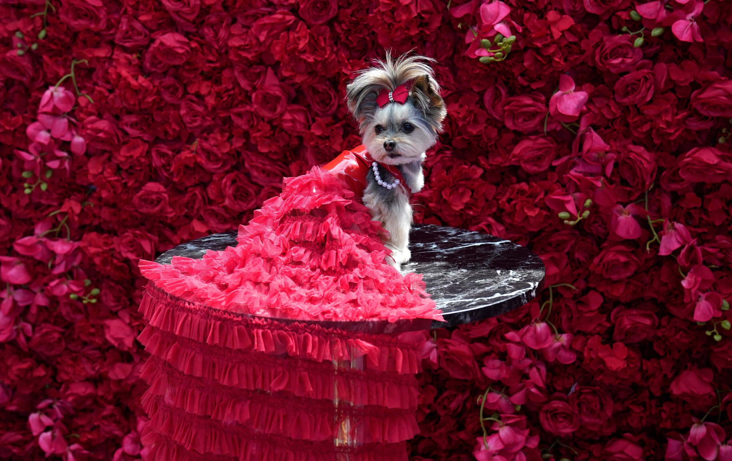 Así fue la Pet Gala 2024: Glamour canino en Nueva York