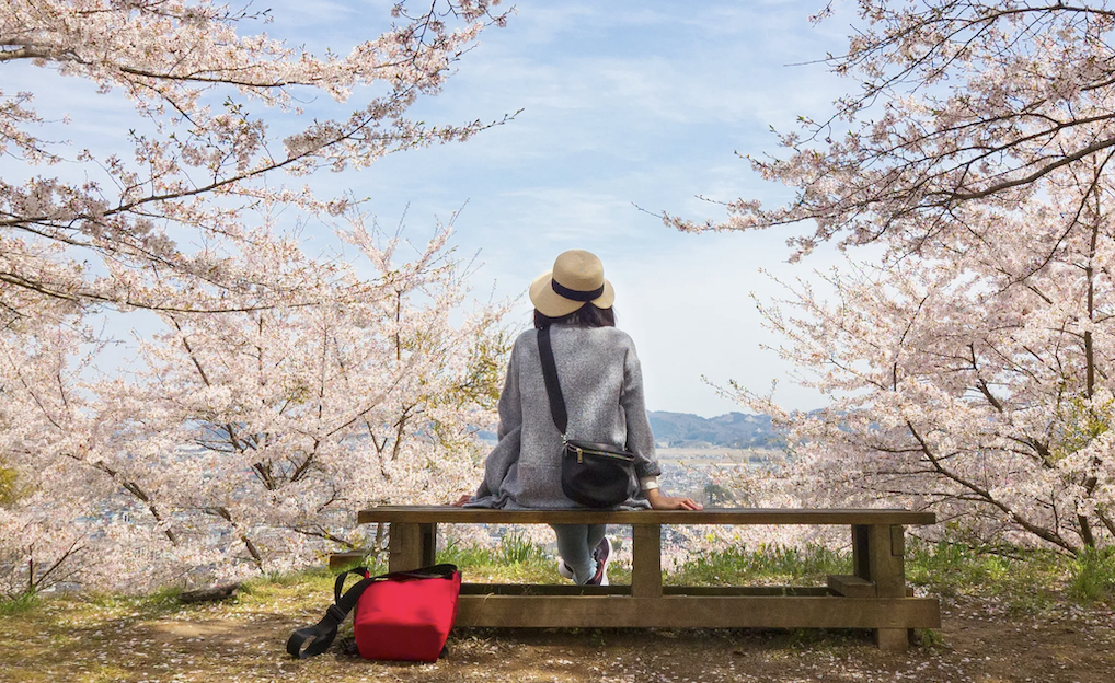 Hanami en Casa, Calma Instantánea Diaria