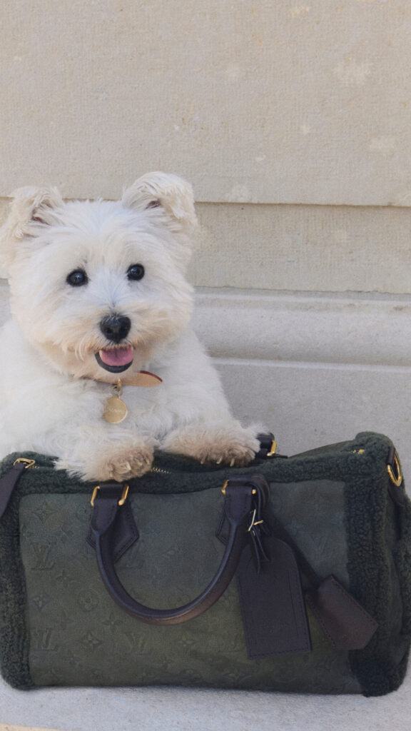 Louis Vuitton eleva el estilo de mascotas