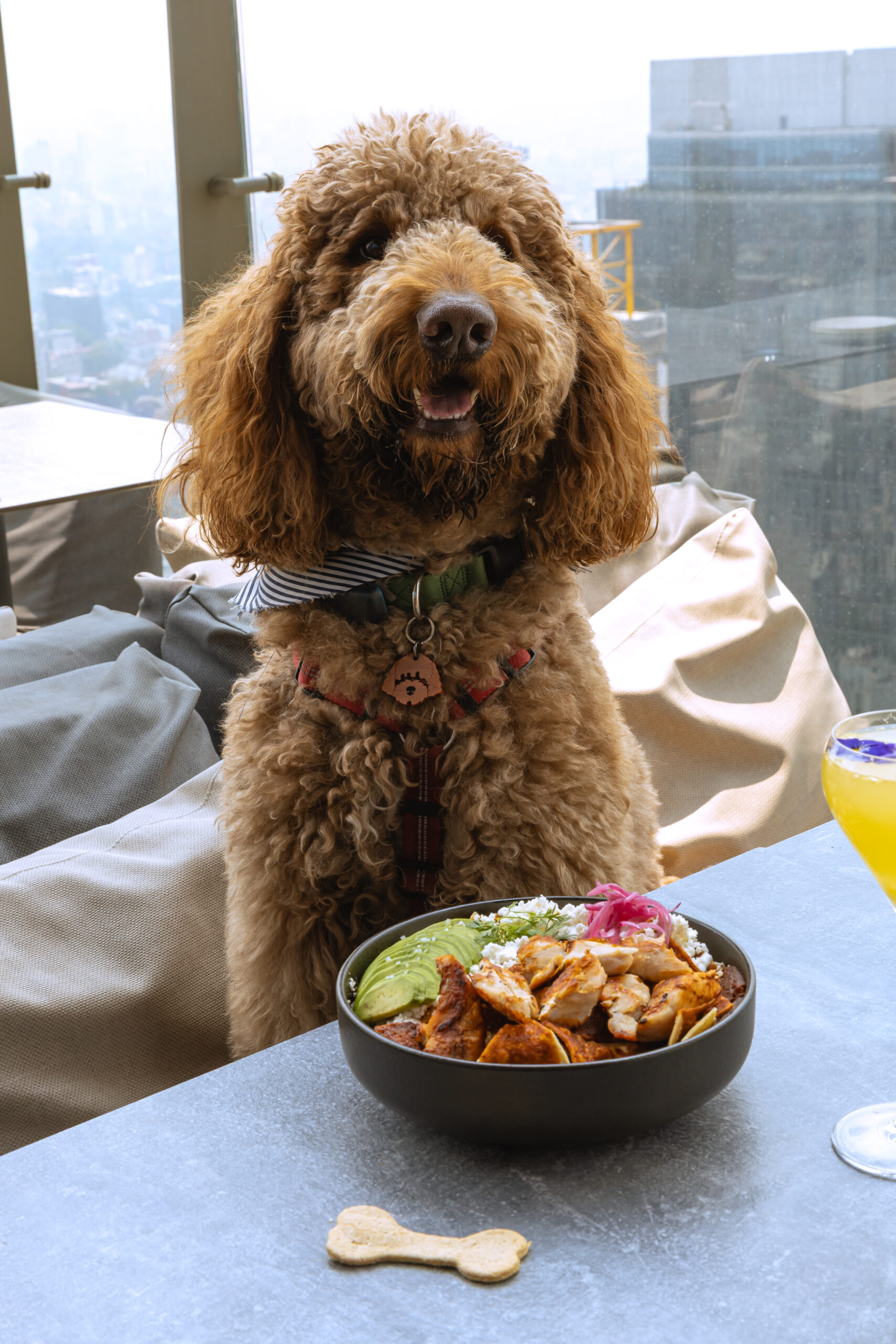 perro en terraza Cityzen Sofitel Mexico City Reforma