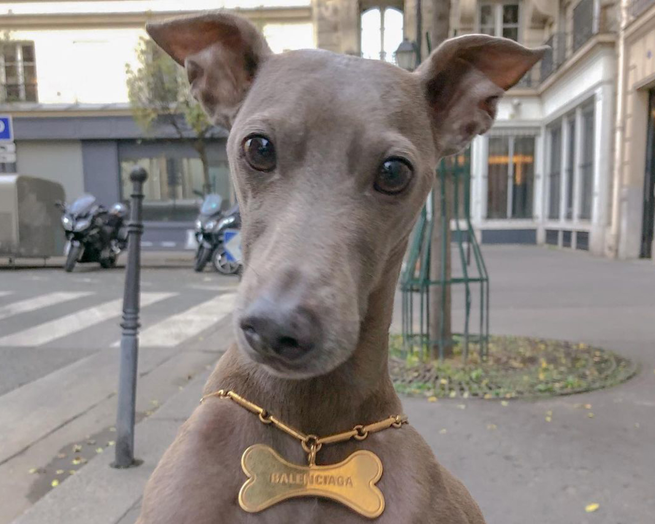 Tổng hợp với hơn 83 về balenciaga dog collar hay nhất - Du học Akina