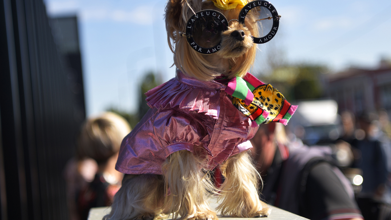 Best Luxury Dog Accessories Collars, Vests, Leashes and More Grazia