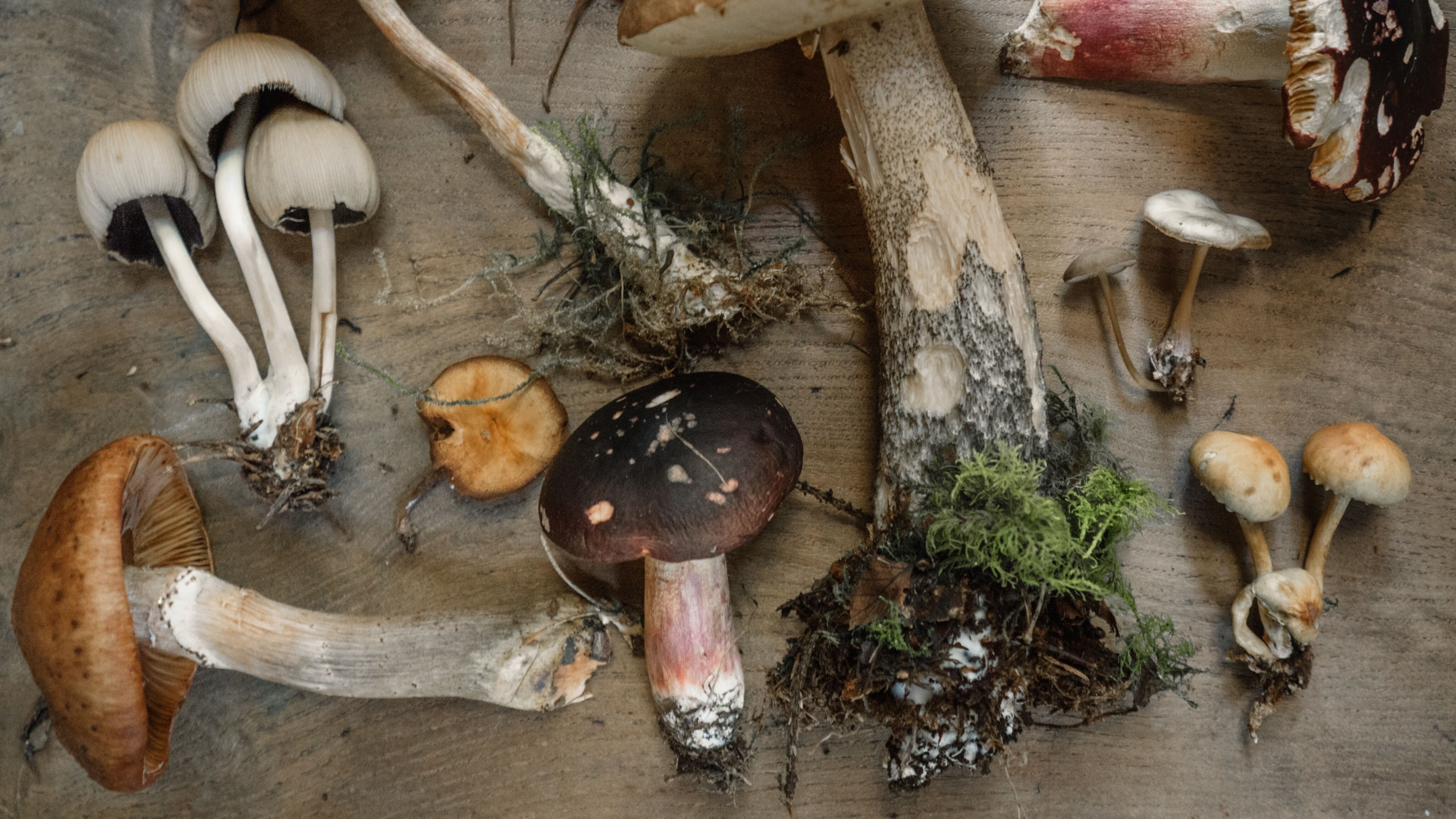 mushroom-food-diet-health