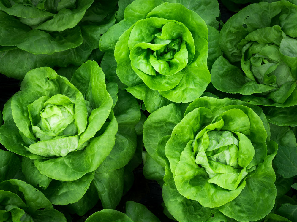 vegetables-salad-lettuce