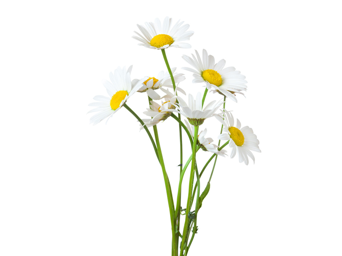 daisy-flowers-gift-occasion-celebration