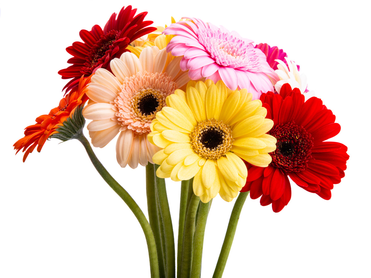 gerbera-flowers-gifting