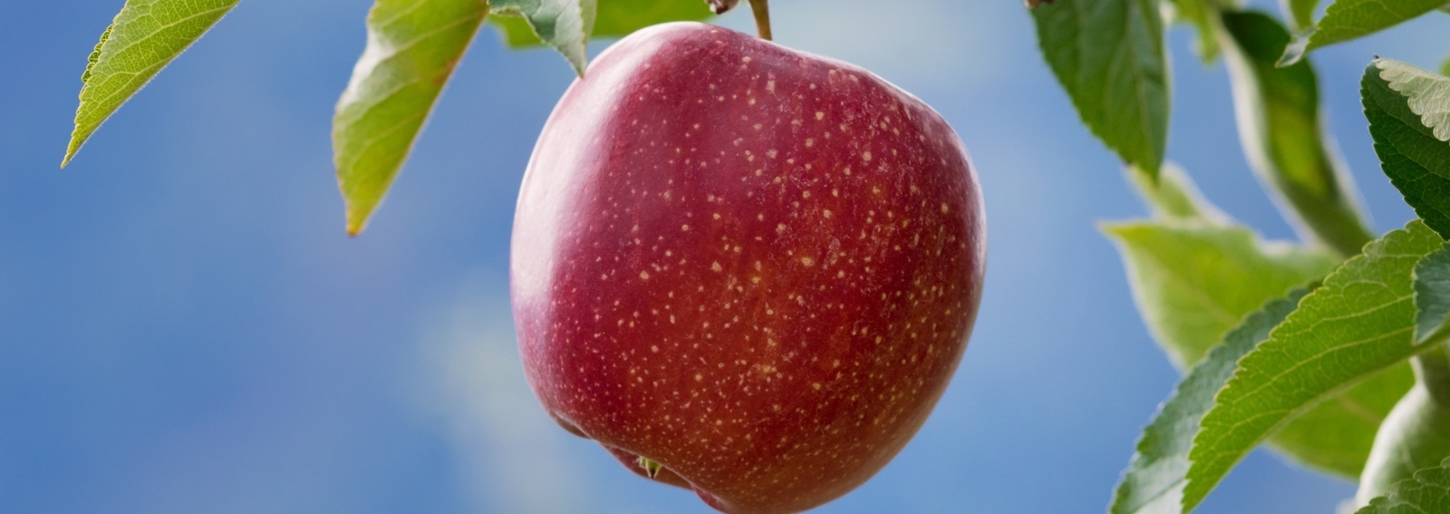Getty-Images-apple-red-healthy