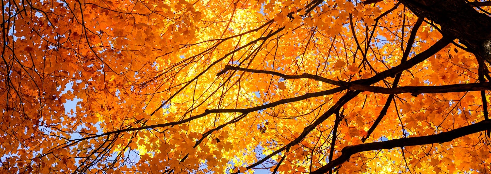 GettyImages-nature-photography-leaves-fall