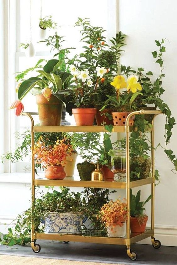 home-decoration-plants-indoor-flowers