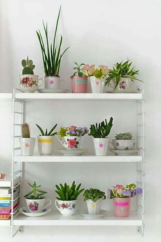 indoor-plants-aesthetic-home