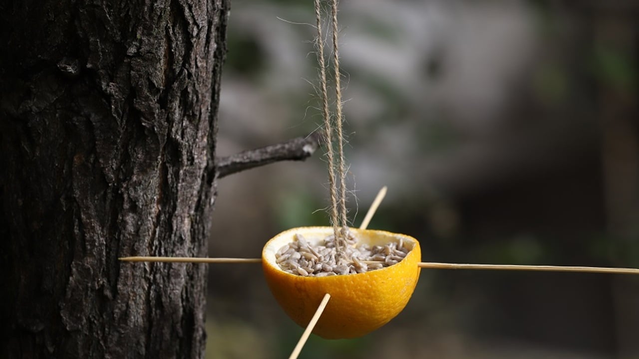 homemade bird feeder