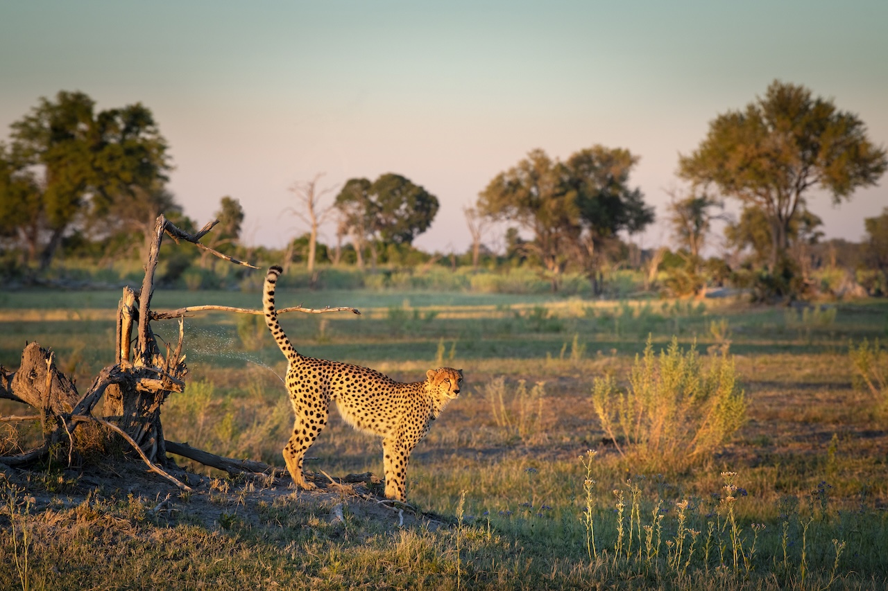 Photo courtesy of Atzaró Okavango Camp