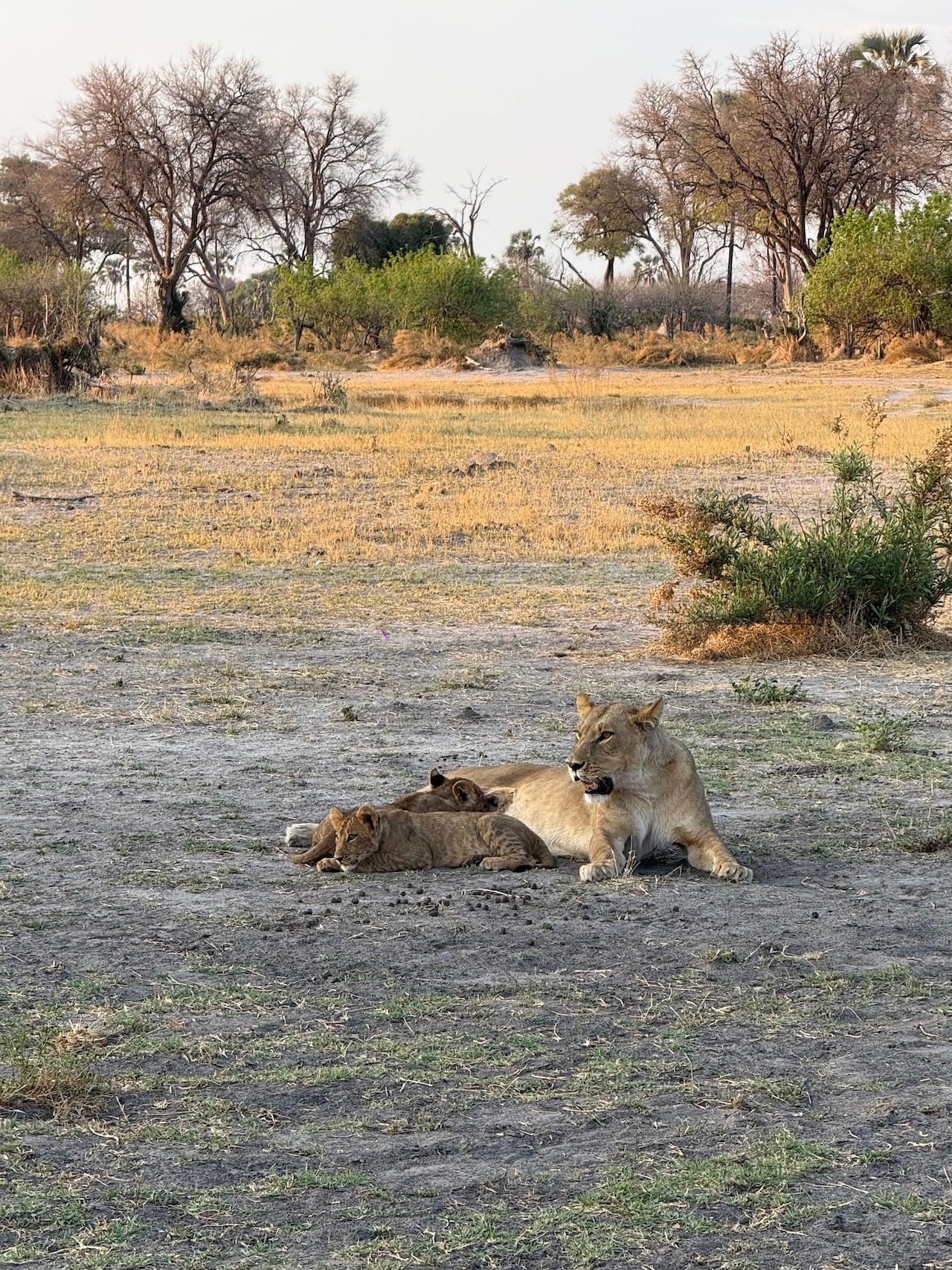 Lion cubs and their mother