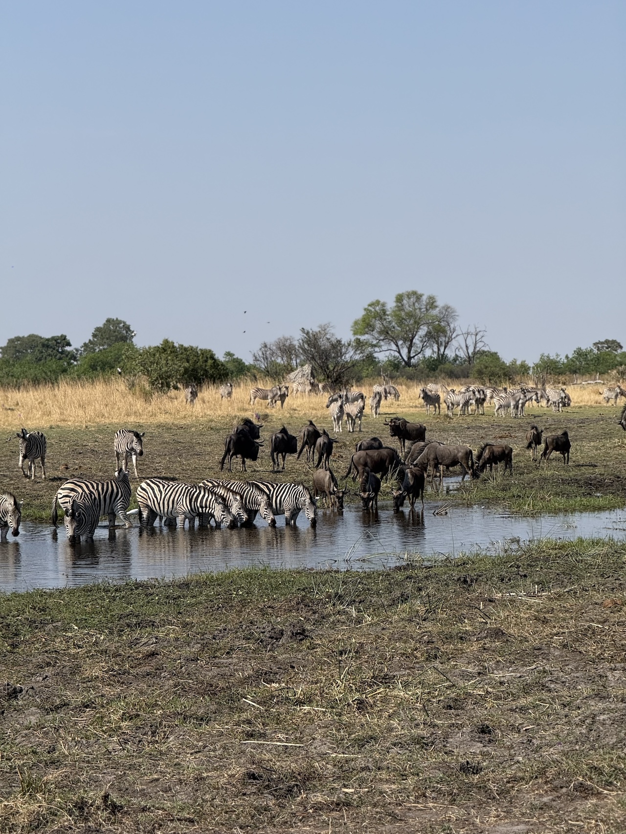 animals gathered at a watering hole