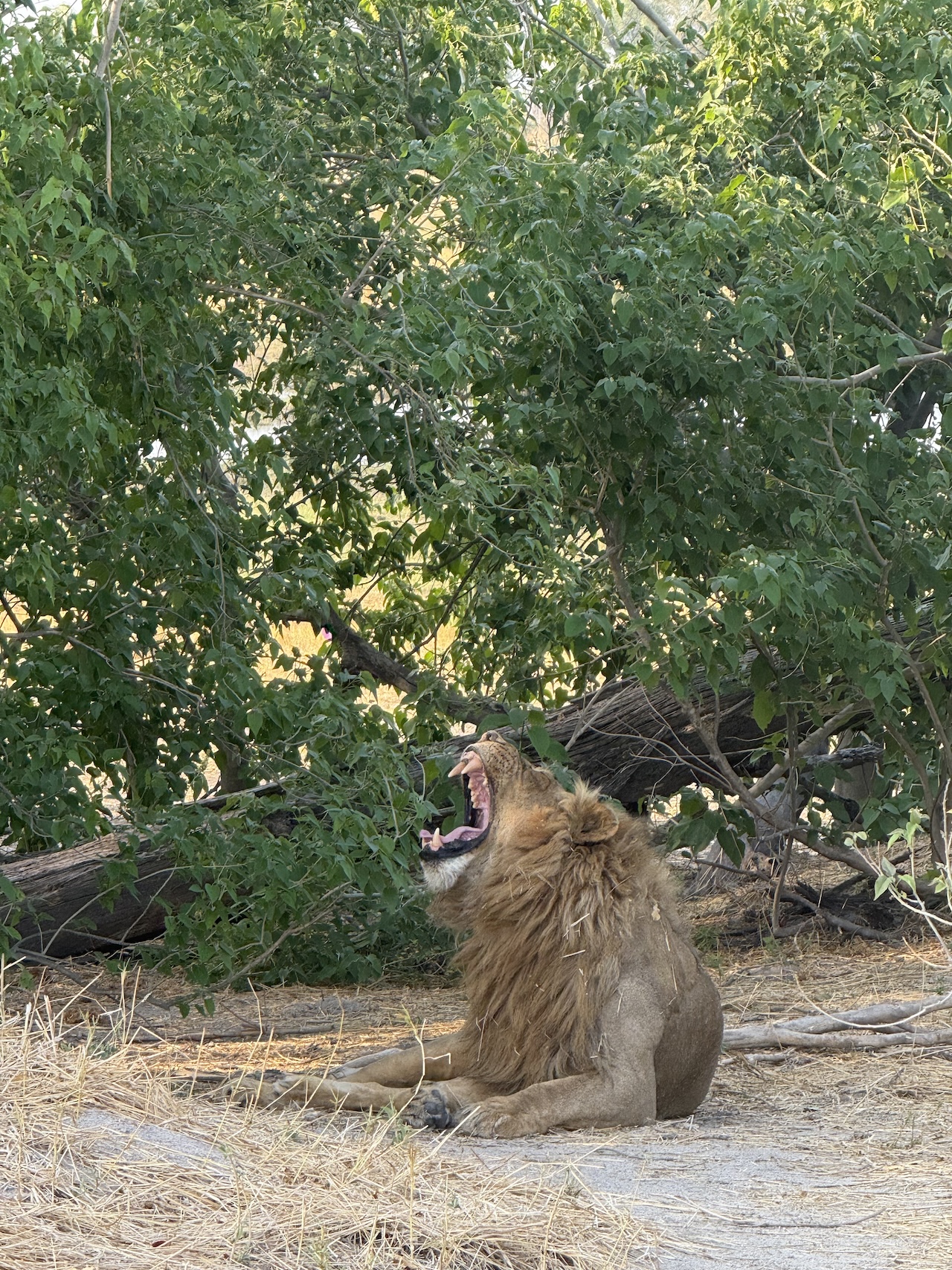 lion roaring