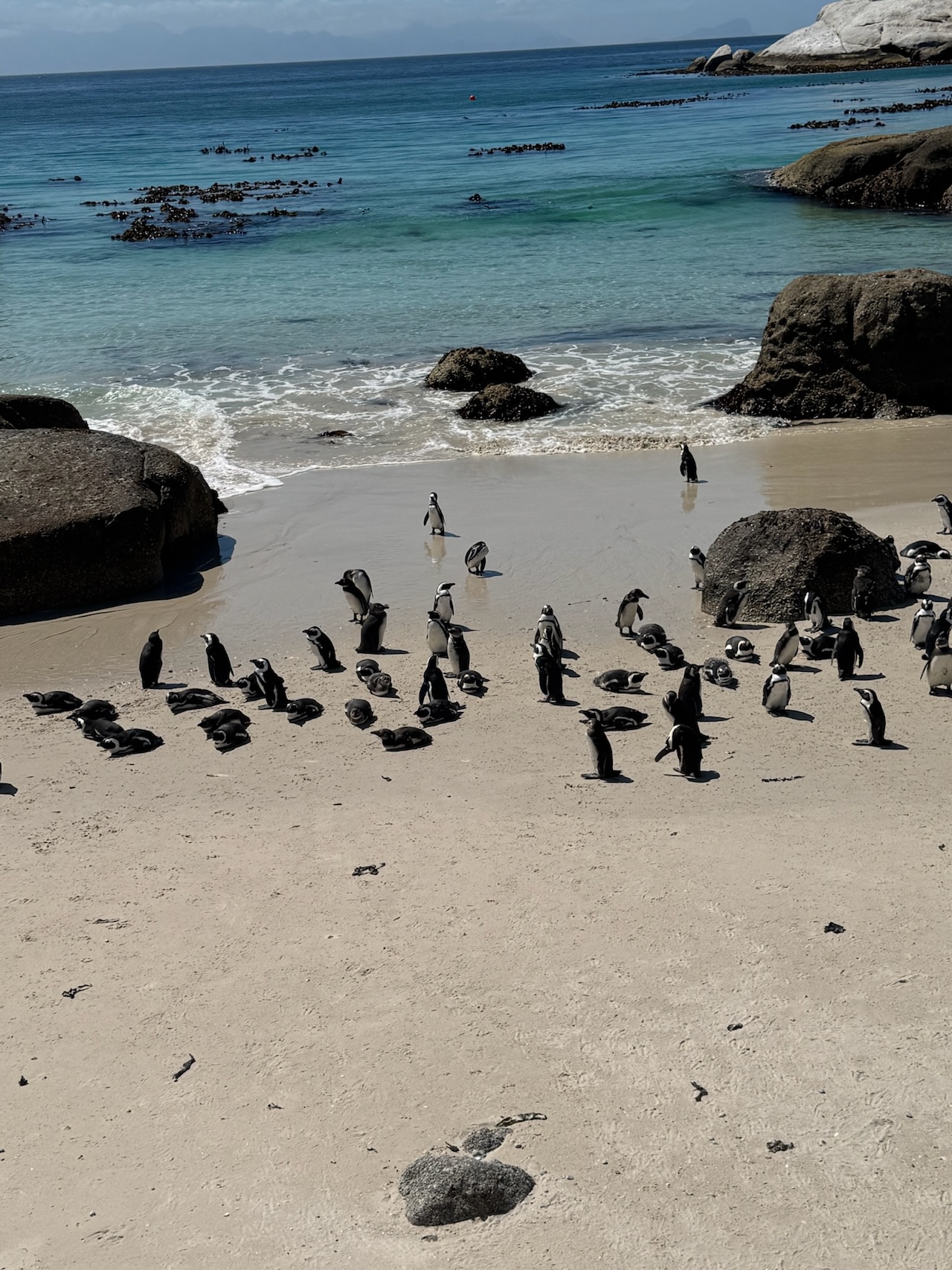 penguins at Boulders Beach