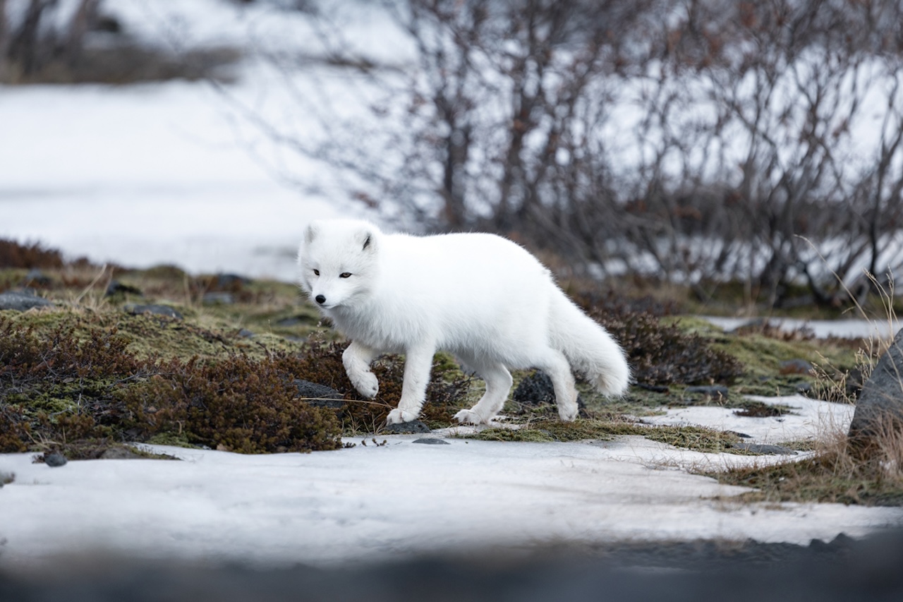 Southcoast Adventure super jeep thorsmork