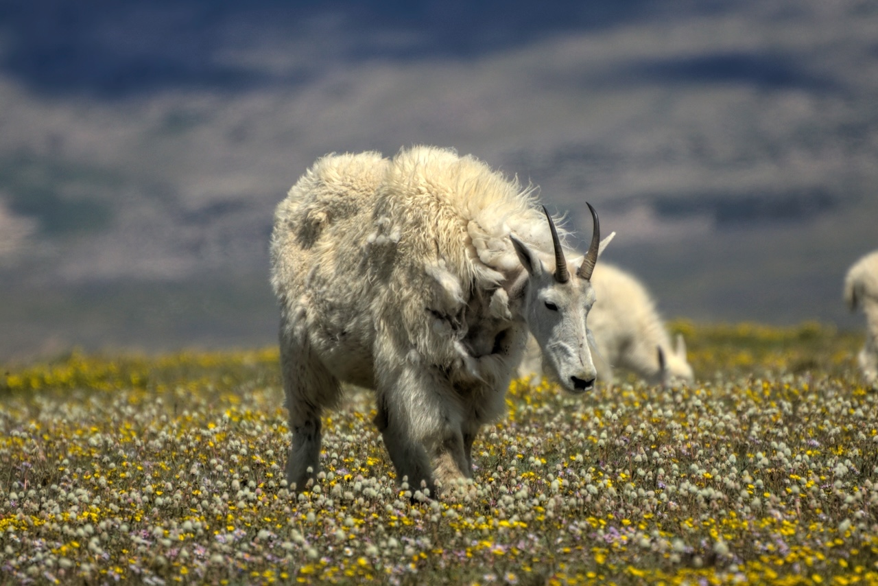 Mountain Goat along Beartooth Highway in Montana.