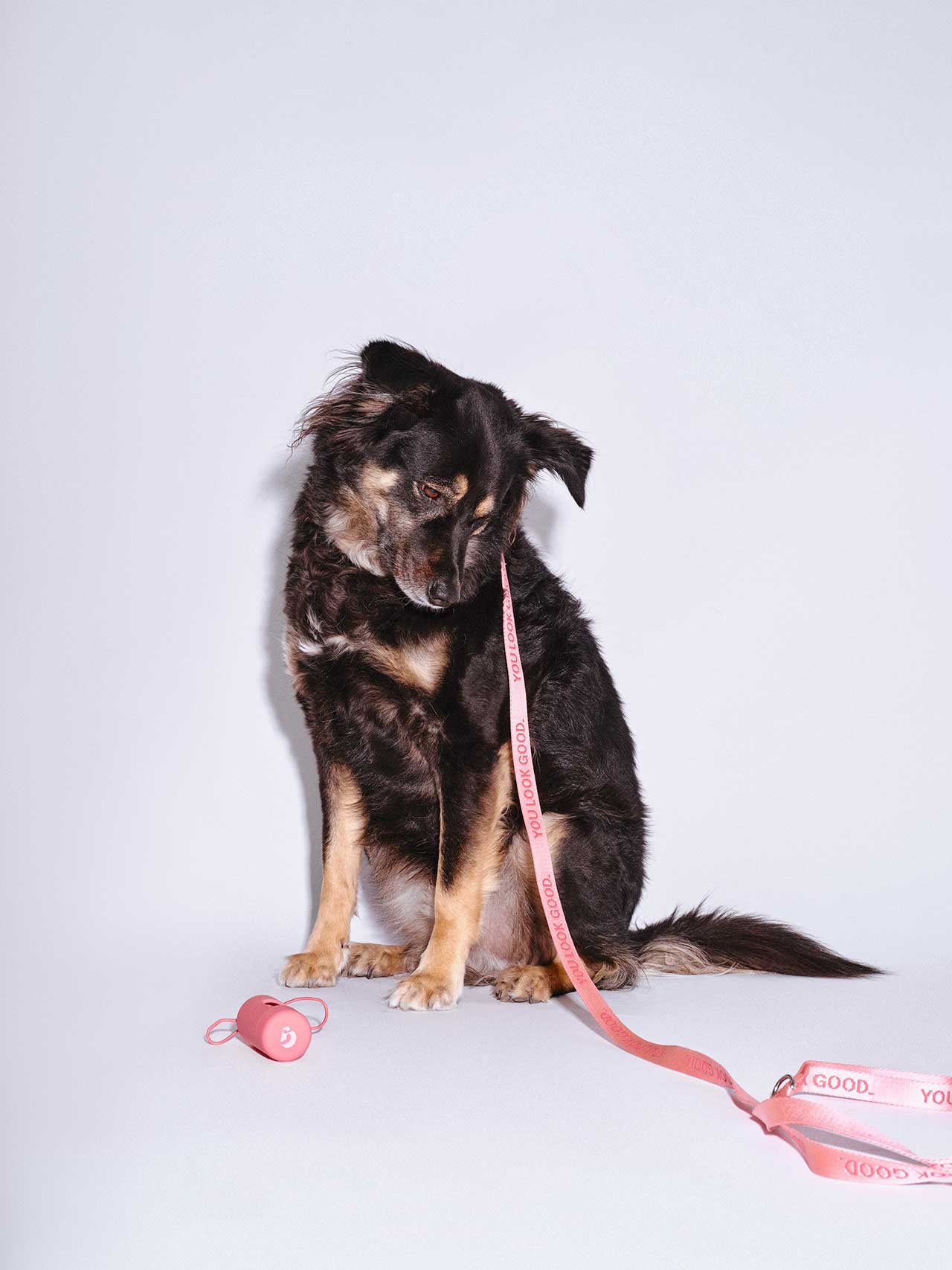 Glossier Pink Capsule Collection for Dogs + Their Humans; SHOP NOW.